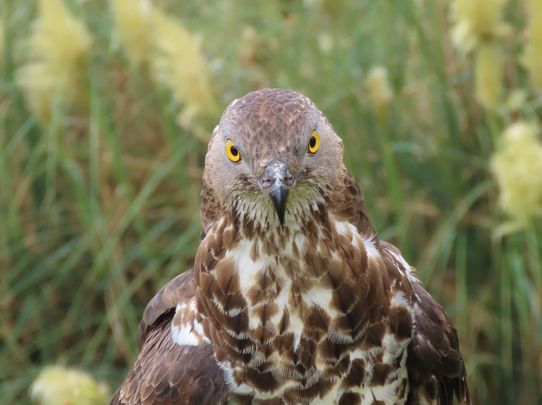 The British Bird of Prey Centre-喀麦登必去景点