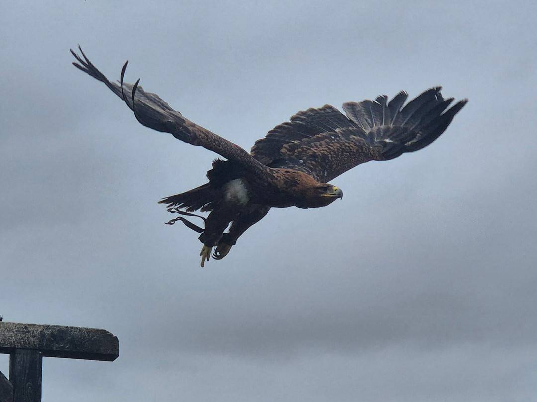 Baytree Owl and Raptor Centre-Spalding必去景点