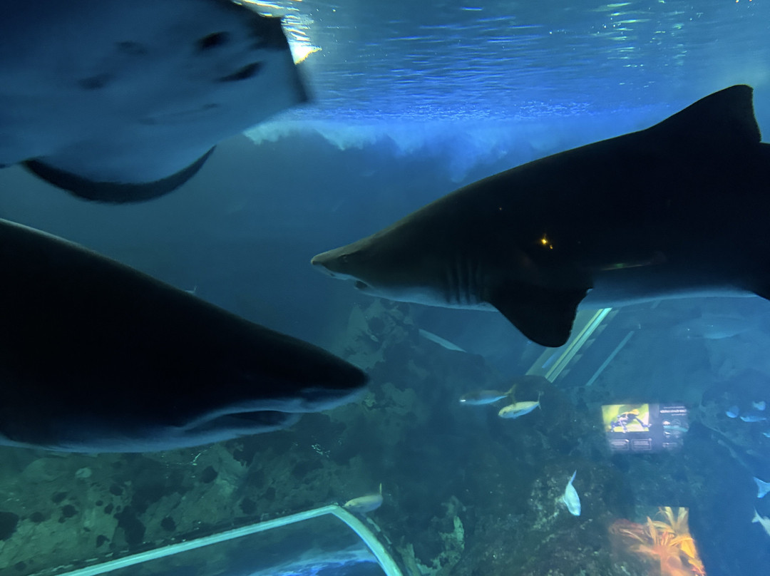 Bioparc Acuario De Gijón-希洪必去景点