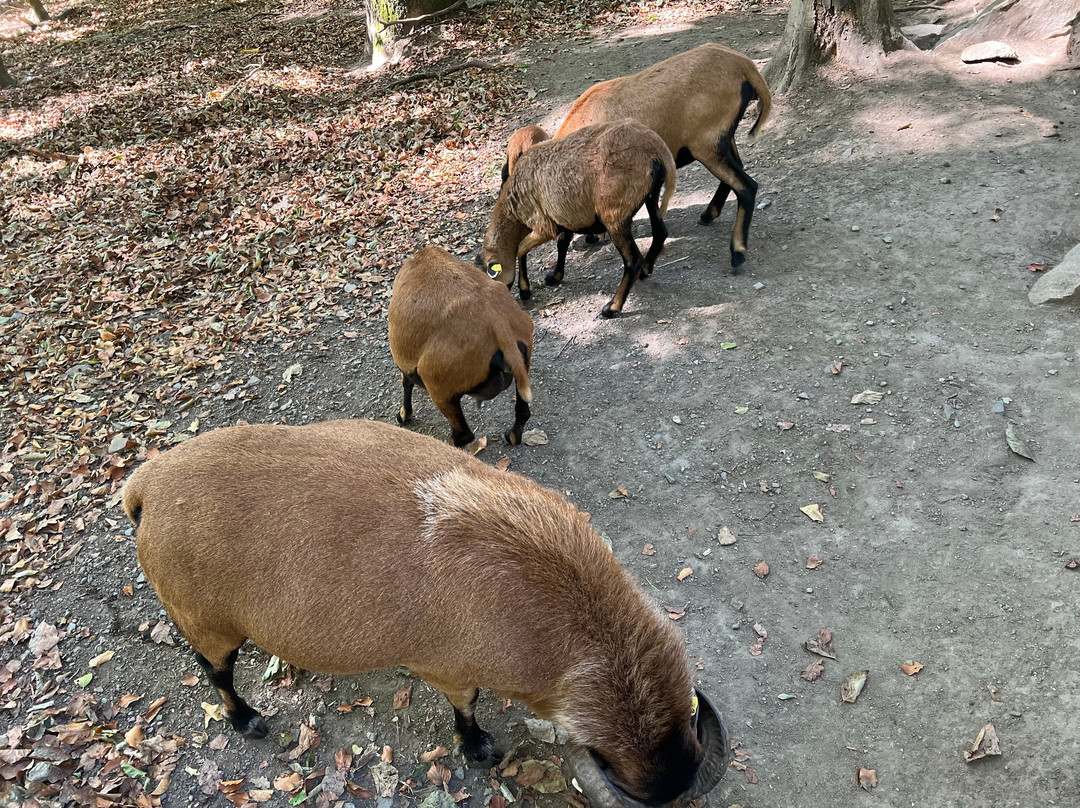 Bergtierpark Füerth-Erlenbach-Fuerth必去景点
