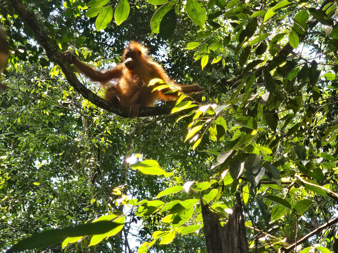 Trekking Orangutan Sumatra-武吉拉旺必去景点