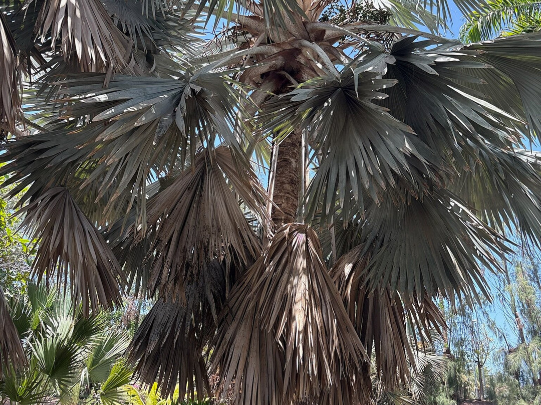 Botanical Park of Maspalomas (El Parque Botanico de Maspalomas)-马斯帕洛马斯必去景点