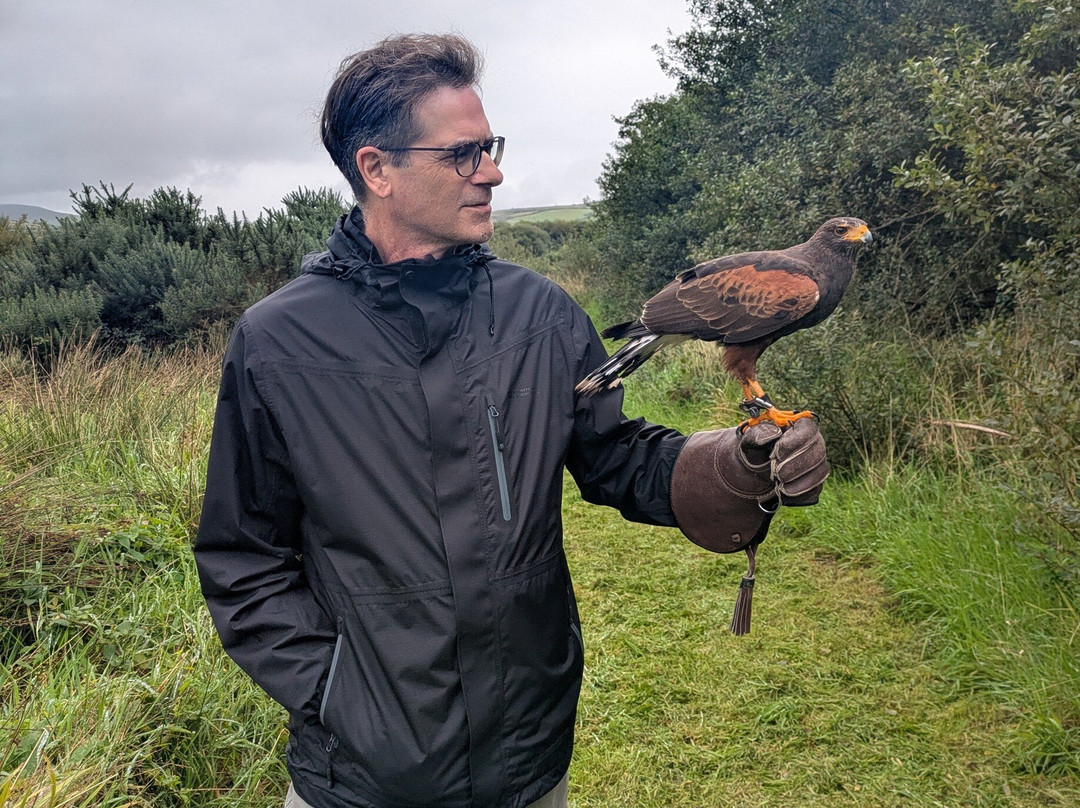 Kingdom Falconry - Dingle-丁格尔必去景点