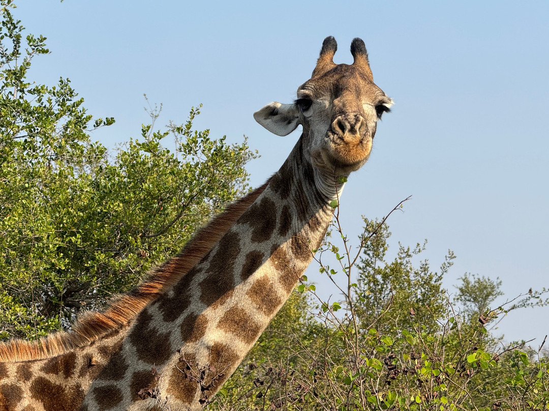 Africa Moja Tours And Safaris-桑顿必去景点