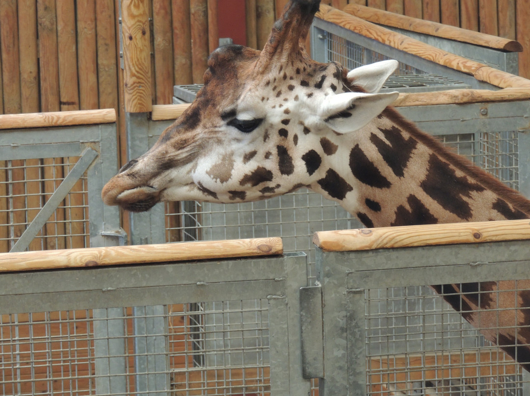 Wingham Wildlife Park-Wingham必去景点