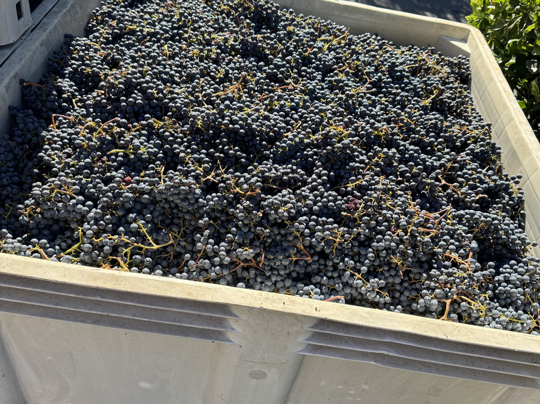 Napa Valley Tours - Why Spit-纳帕必去景点