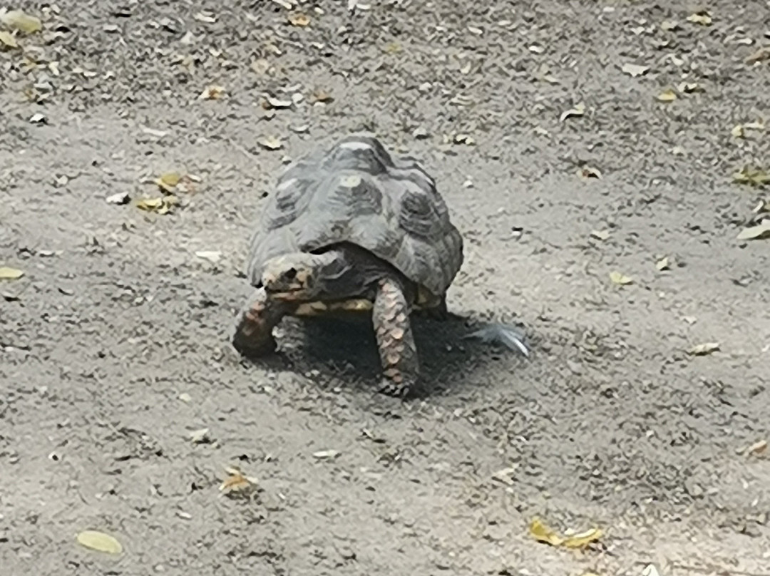 Zoo de La Palmyre-La Palmyre-Les Mathes必去景点