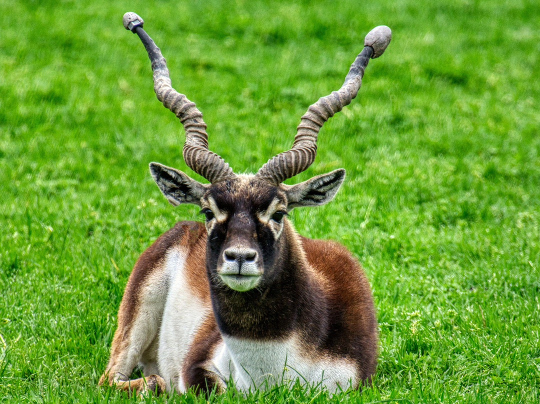 Wildlife Safari-Winston必去景点