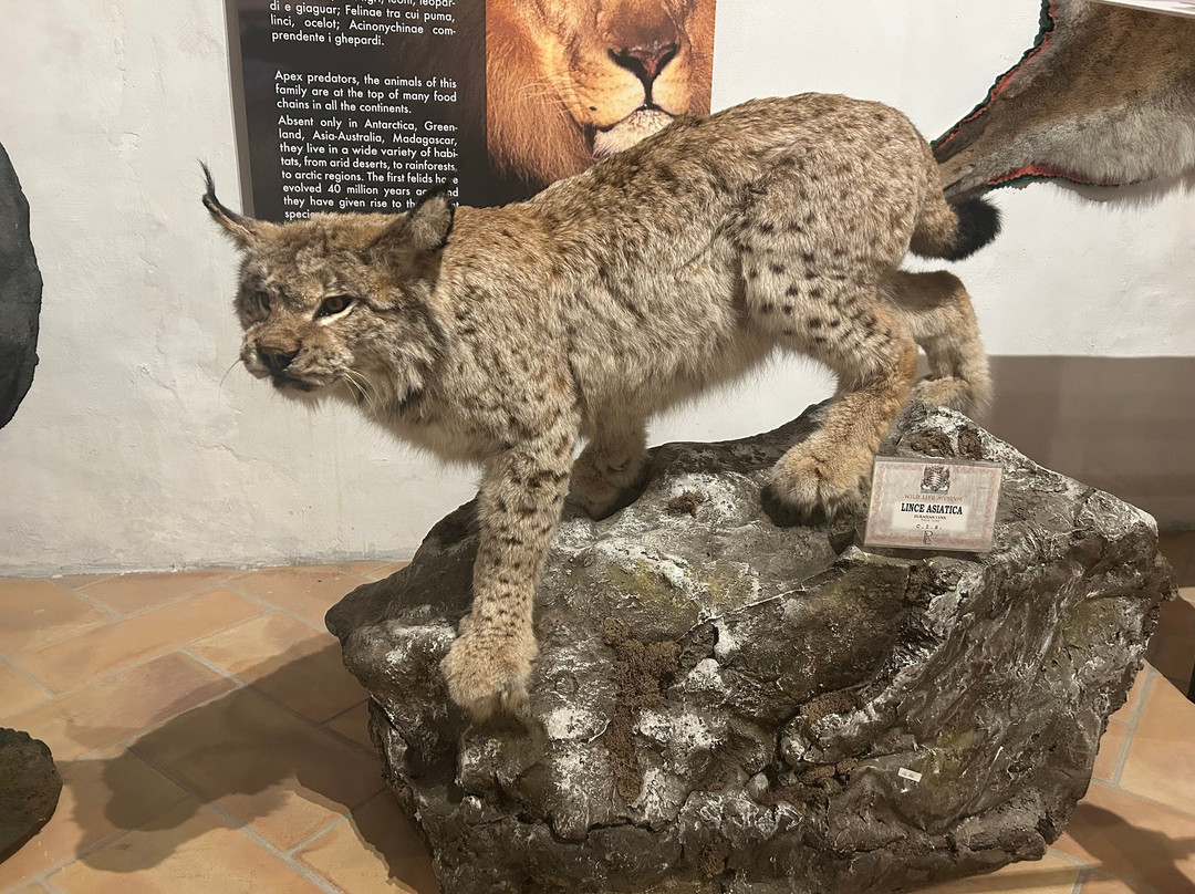 Museo Hemingway-巴萨诺－德尔格拉帕必去景点