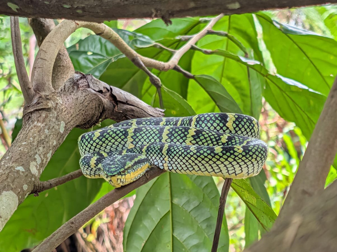 Bukit Lawang Trekking-武吉拉旺必去景点