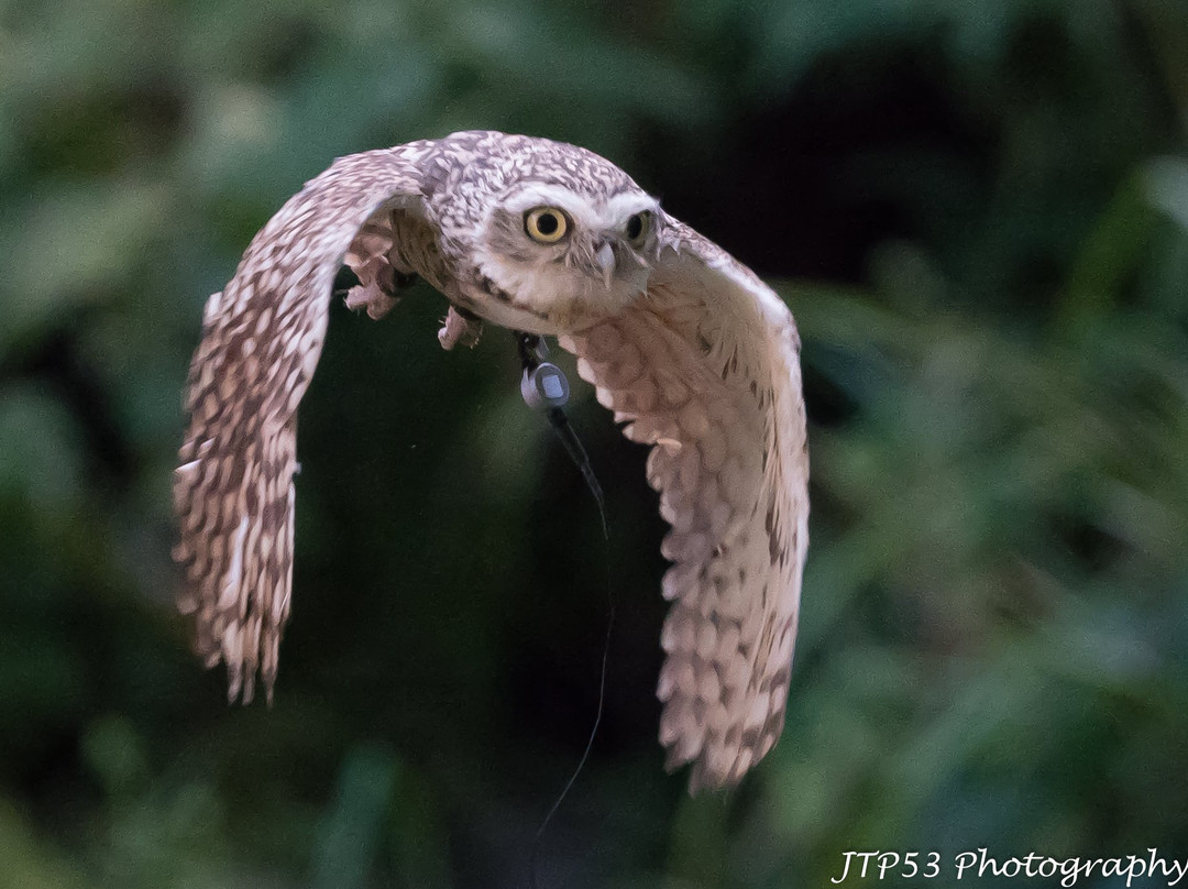 Loch Lomond Bird Of Prey Centre-Balloch必去景点