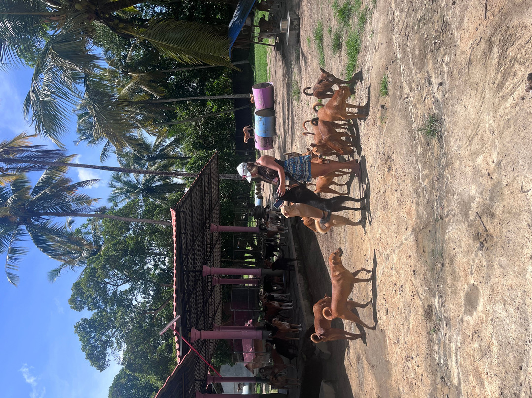 Animal SOS Sri Lanka-阿杭玛必去景点