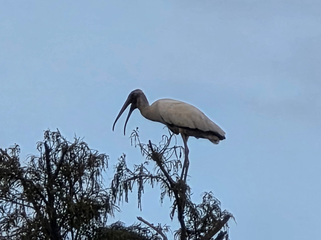 Cajun Country Swamp Tours-布里奥克斯桥必去景点