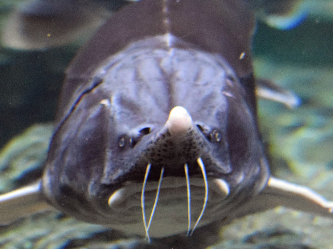 Sochi Discovery World Aquarium-Kurortny Gorodok必去景点