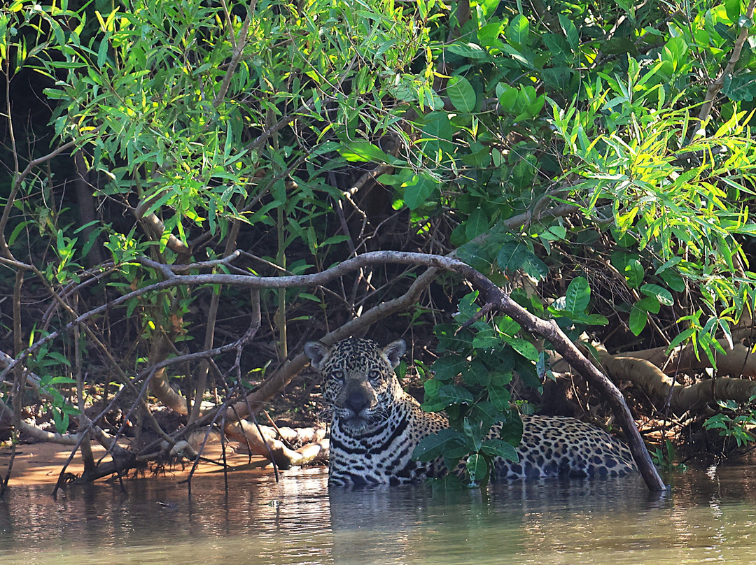 Pantanal Jaguar Safaris-Chapada dos Guimaraes必去景点