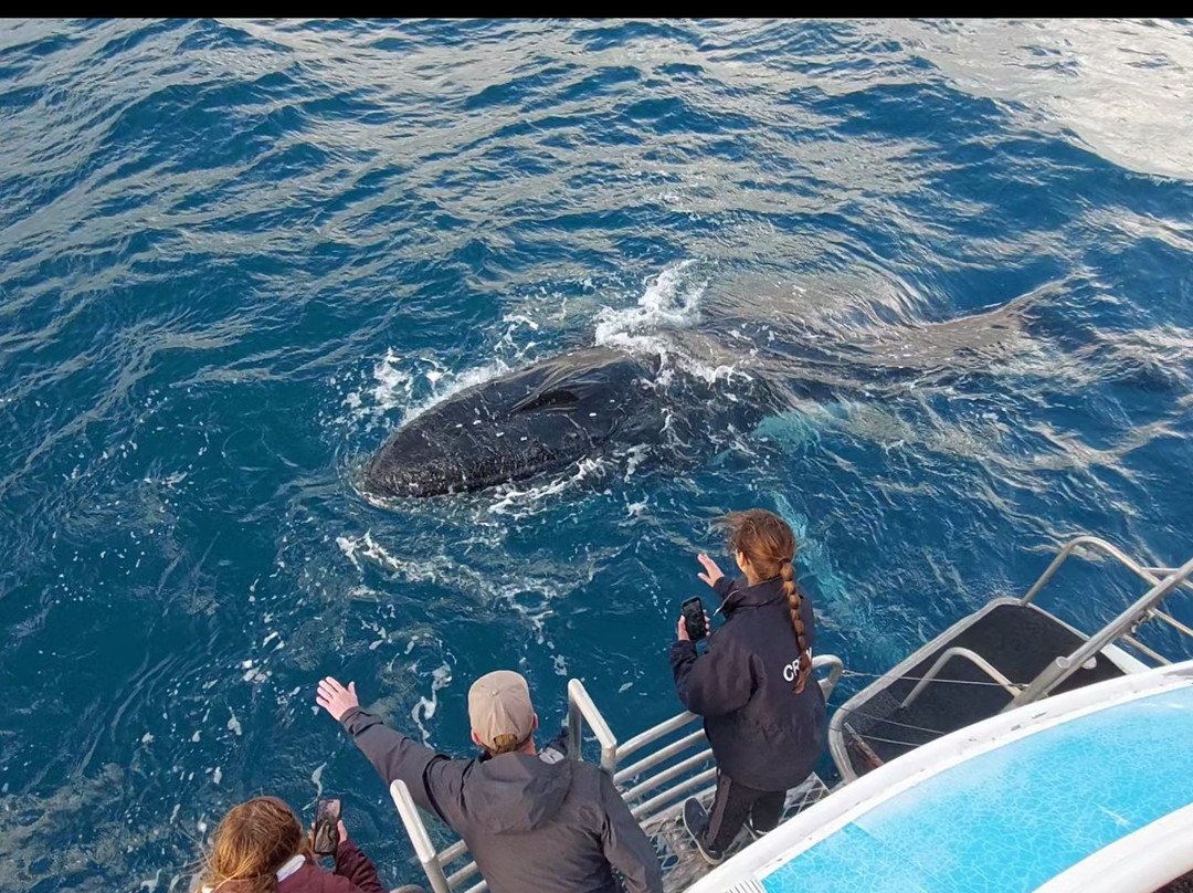 Hervey Bay Whale Watch-尤兰根必去景点
