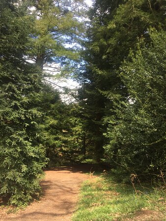 Bedgebury National Pinetum And Forest景点图片