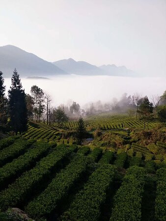 恩施茶园景点图片