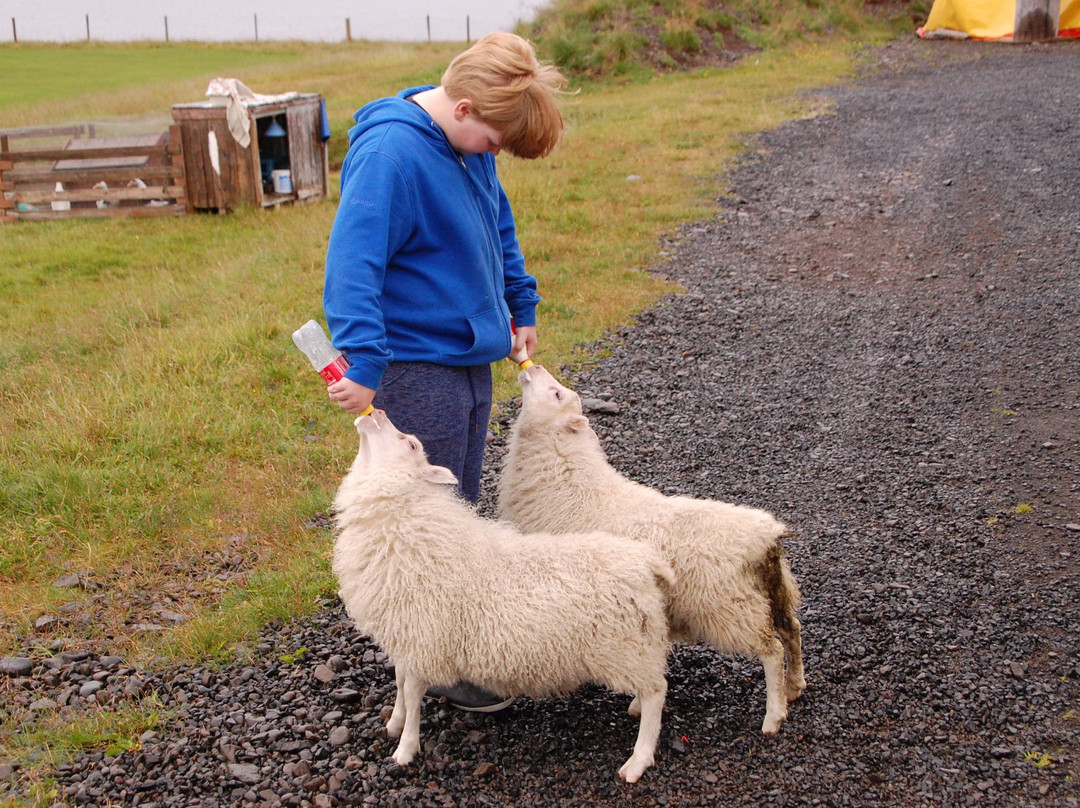 Sheep Farming Museum景点图片