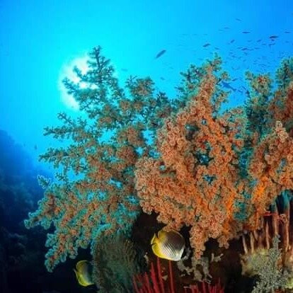 West Bali menjangan Tour