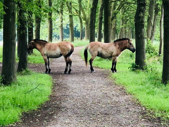 Natuurpark Lelystad-莱利斯塔德必去景点