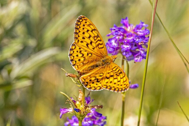 Elk Lake Resort主图