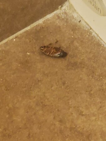 Spark By Hilton Dothan主图