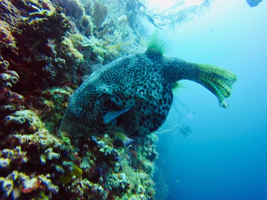 波荷潜水度假村主图