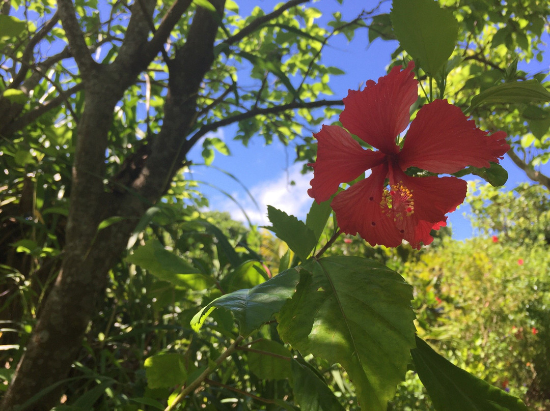 Subtropical Plant Paradise Yubujima Island景点图片