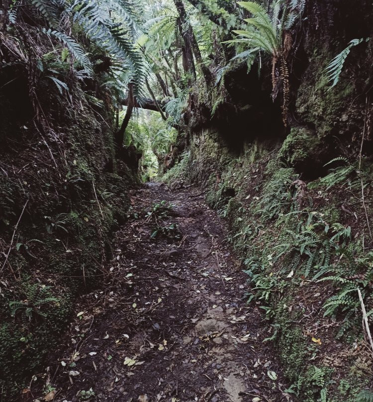 Fern Gully Trail景点图片