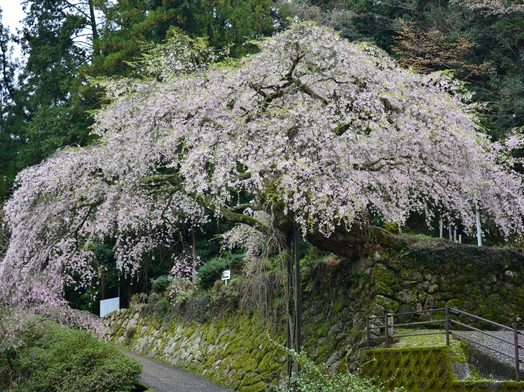 Takikura Shrine-樱井市必去景点