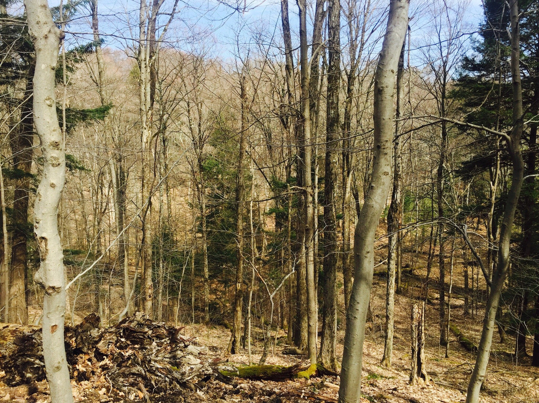 Baltimore Woods Nature Center景点图片