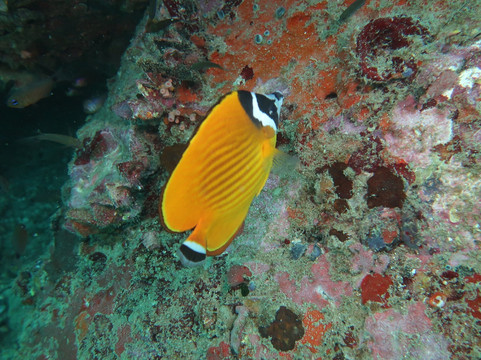 Pimp My Dive Scuba Dive Center-涛岛必去景点