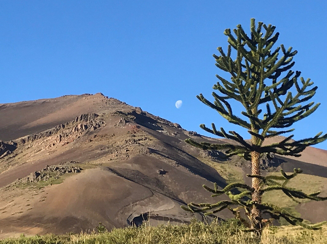 Reserva Nacional Malalcahuello - Nalcas景点图片