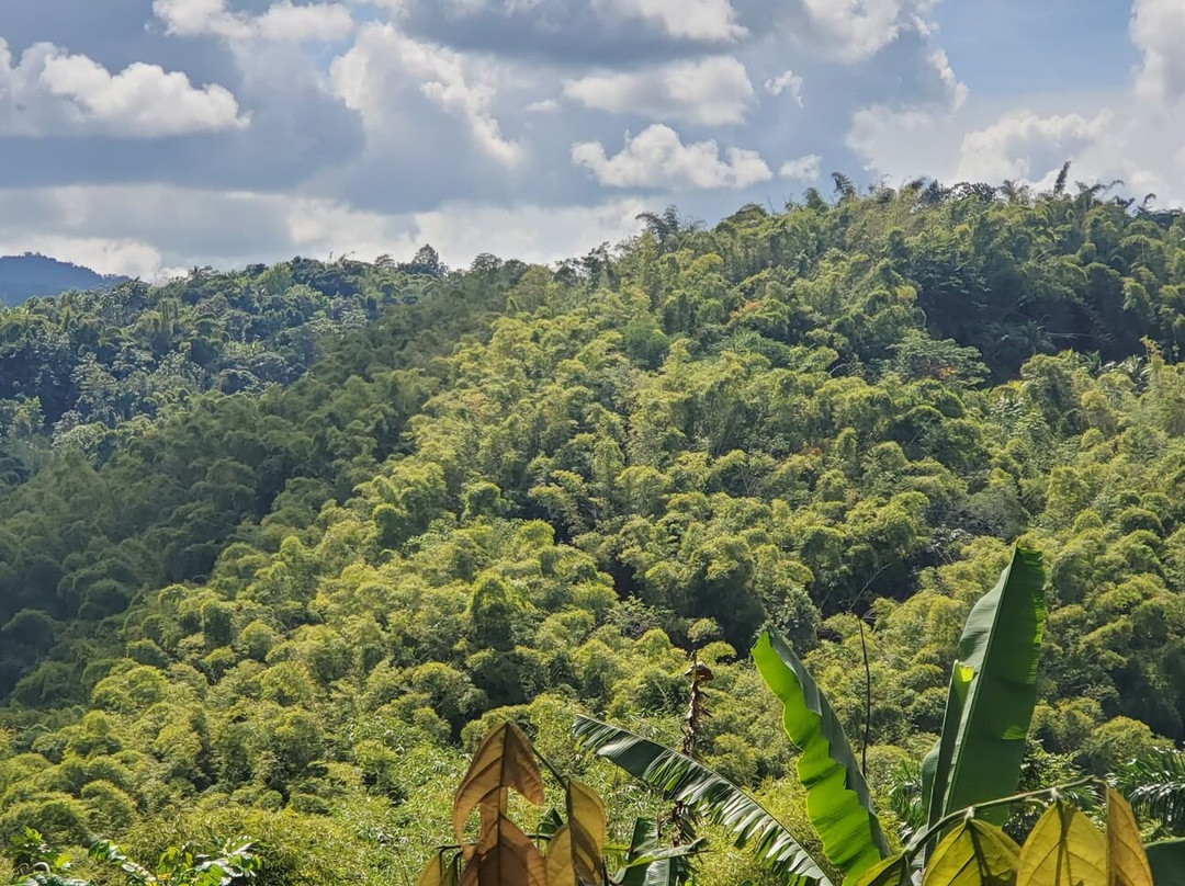 Bim's Jamaican Jungle Adventure Hike景点图片