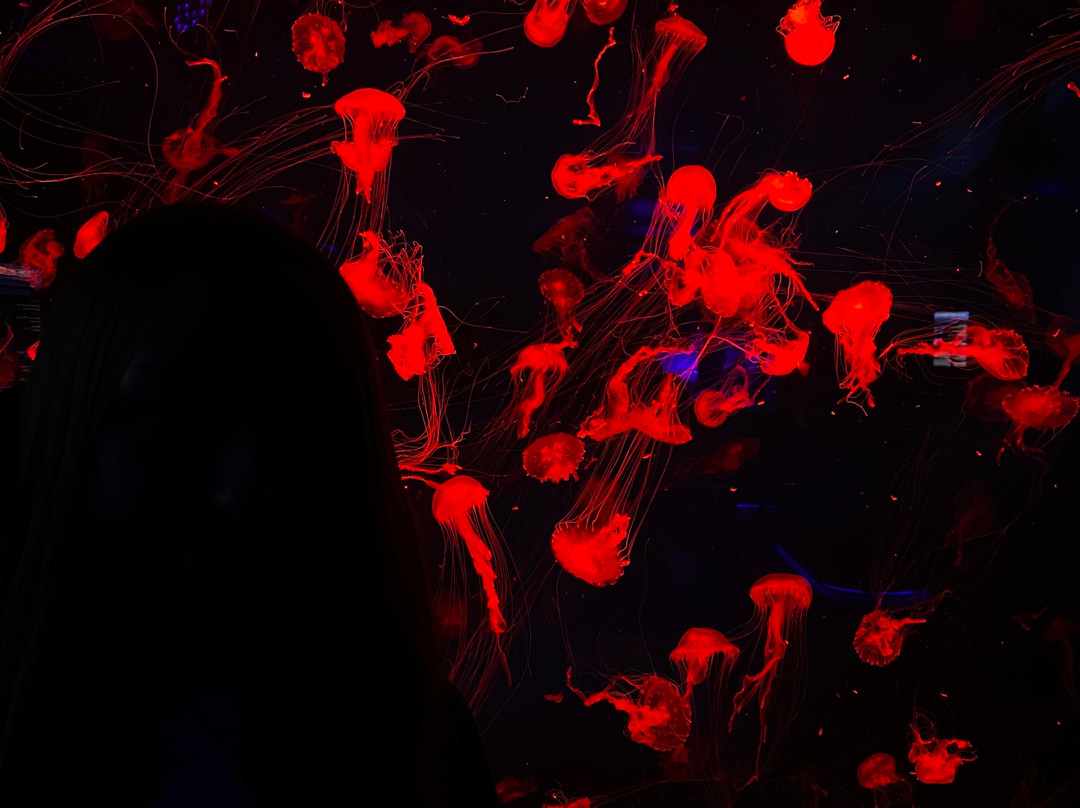 Jellyfish Museum-基辅必去景点