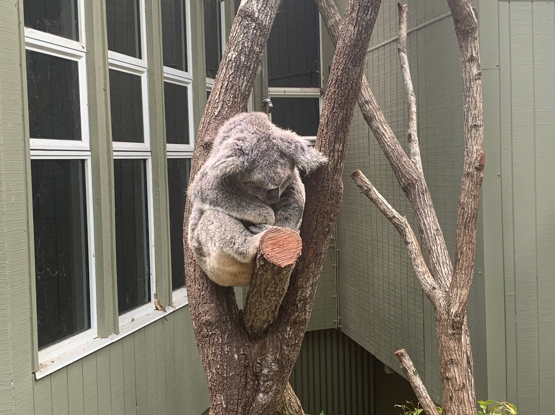 Daisy Hill Conservation Park and Koala Centre景点图片