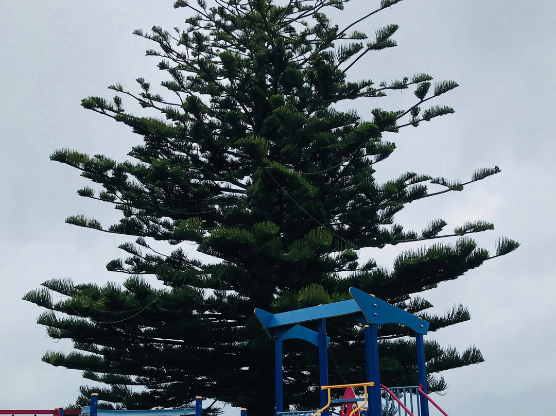 Penguin Foreshore-企鹅岛必去景点