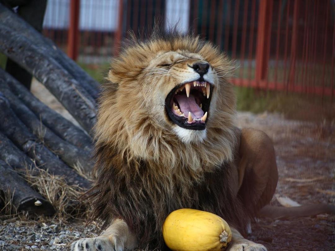 Borisovka旅游攻略图片