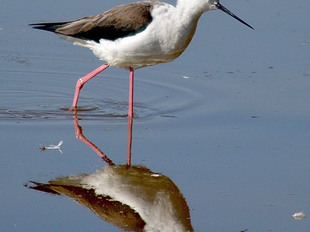 Valencia Birding Birdwatching Tours-巴伦西亚必去景点