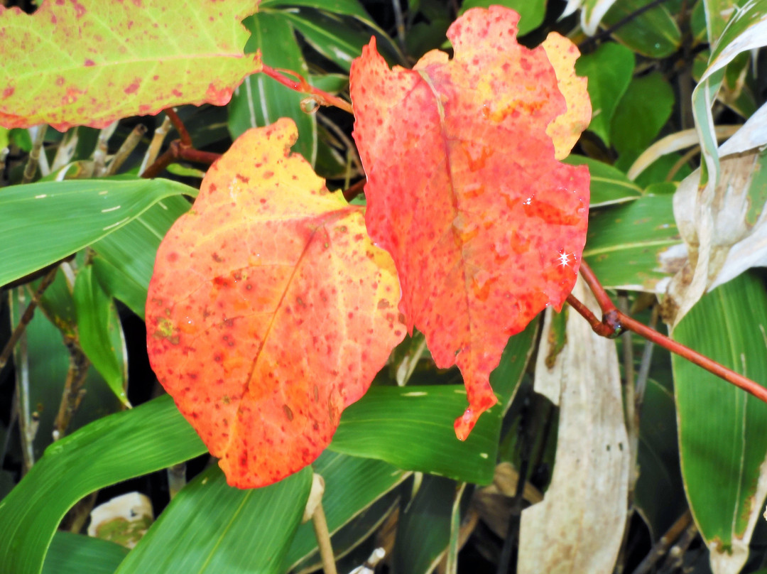 Numaura Observation Deck-利尻富士町必去景点