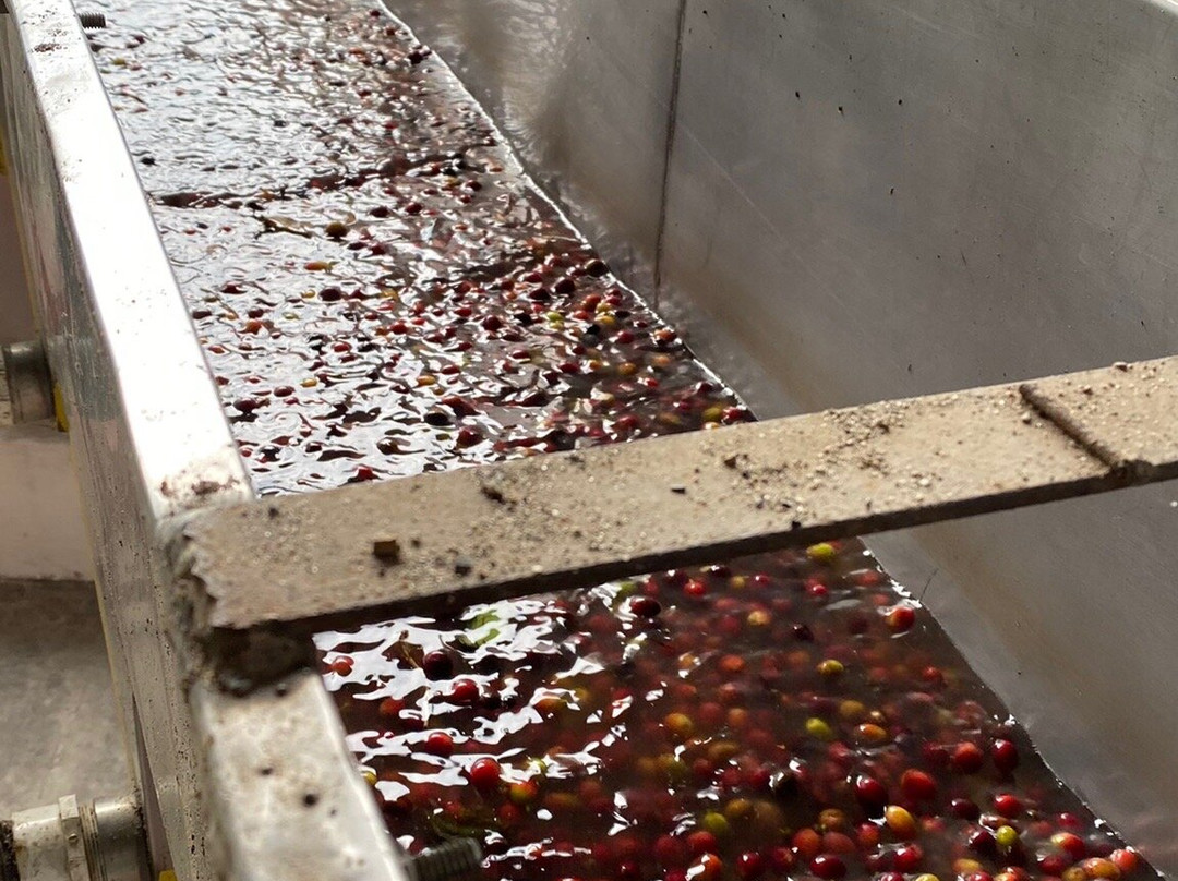 Hacienda Venecia Coffee Farm-Manizales必去景点