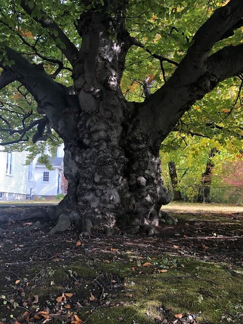 Berkshire Camino Guided Hikes-皮茨菲尔德必去景点