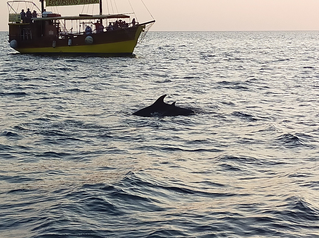 Excursions Delfin景点图片