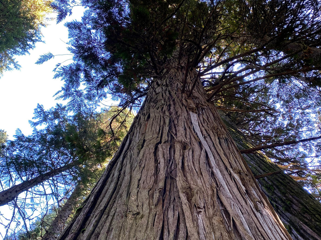 Ross Creek Cedar Grove Scenic Area景点图片