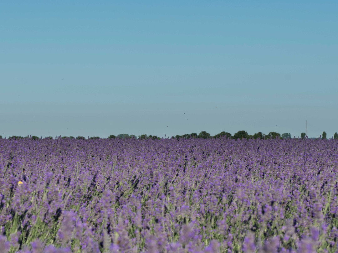 Lavanda Polesana-Porto Tolle必去景点