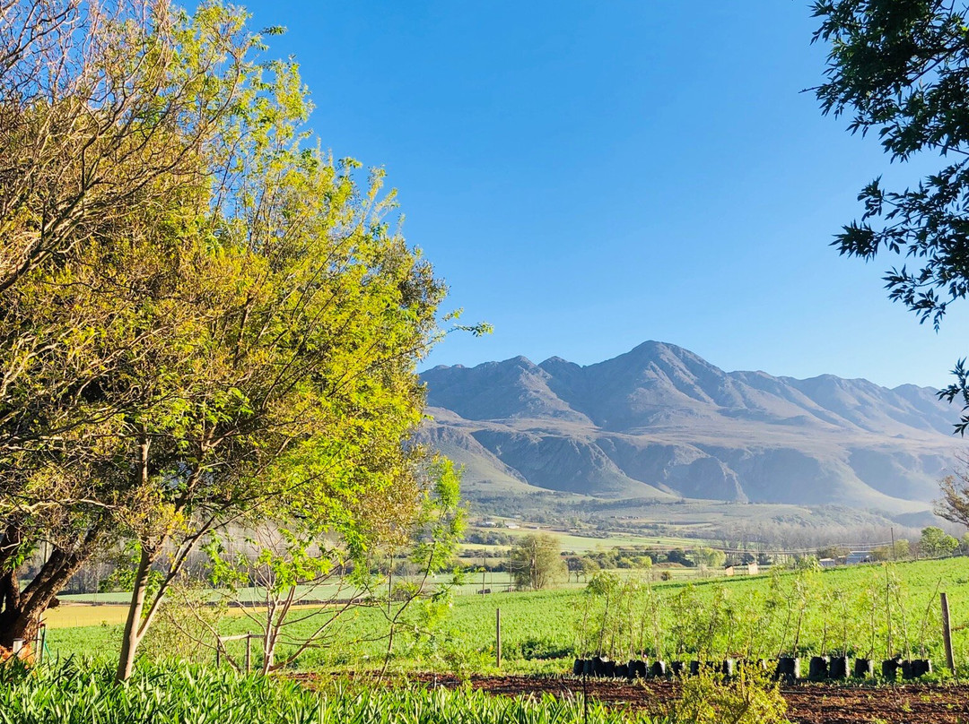 Matjiesrivier旅游攻略图片