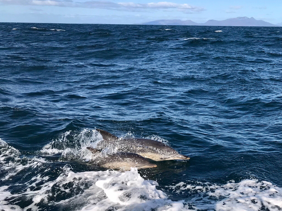 Basking Shark Scotland景点图片