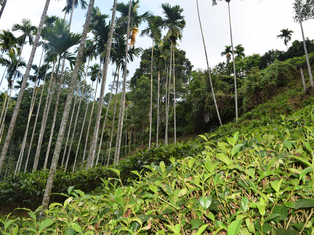 Sumanagira Estate Camping-Yatiyantota必去景点