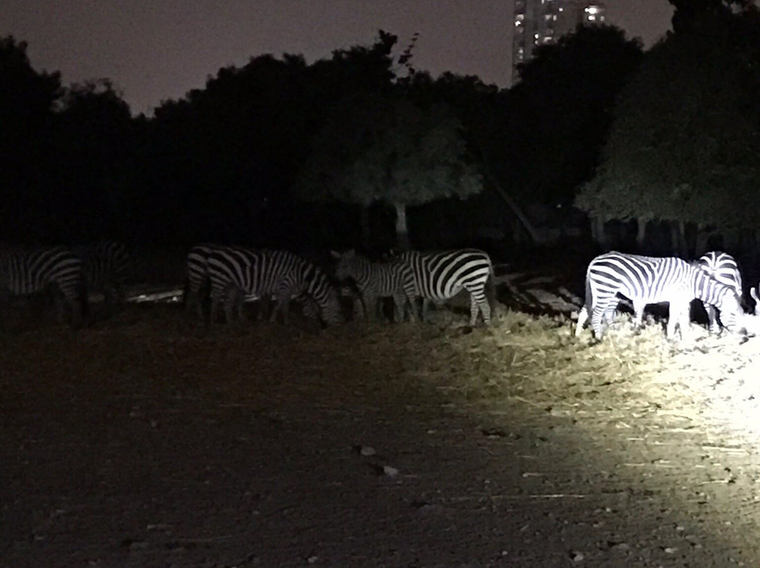 Ramat Gan Safari-拉马干必去景点